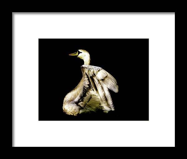Swan Framed Print featuring the photograph Golden Swan by MPhotographer