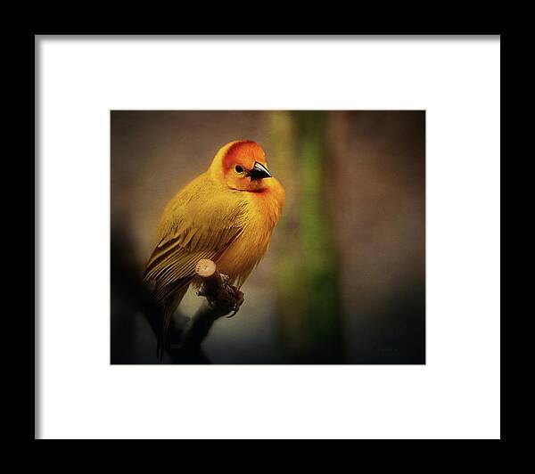 Yellow Framed Print featuring the photograph Golden Weaver by Maria Angelica Maira