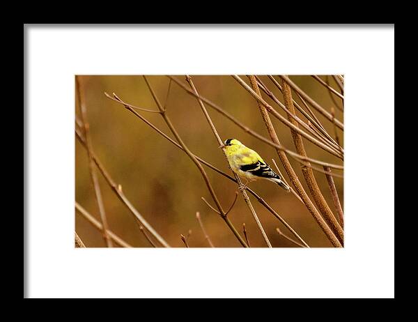 American Gold Finch Framed Print featuring the photograph Goldfinch in the Dogwood 1 by Joni Eskridge