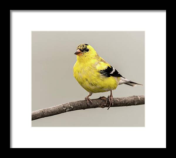 Goldfinch Framed Print featuring the photograph Goldfinch by Jeffrey PERKINS