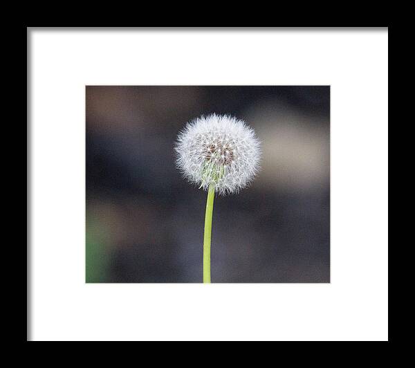 Flower Framed Print featuring the photograph Gone to seed by David Beechum