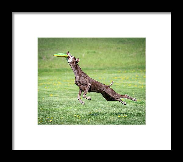 Dogs Framed Print featuring the photograph Good dog - nailed it by Judi Dressler