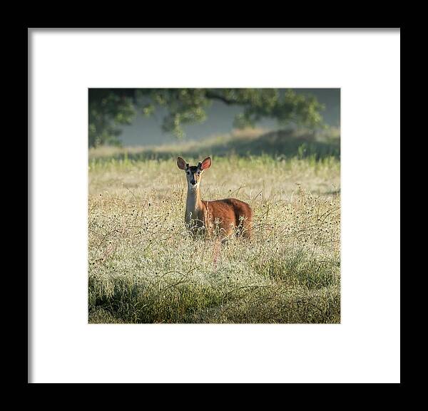 Whitetail Deer Framed Print featuring the photograph Good Morning, Human by Lee Manns