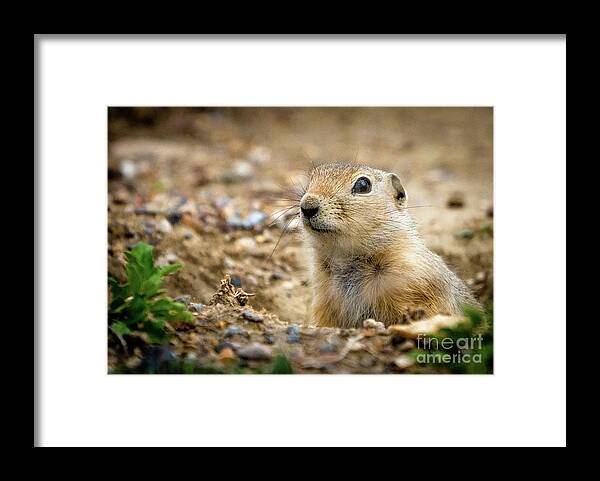 Gopher Framed Print featuring the photograph Gopher by Darcy Dietrich