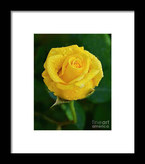 Gorgeous Misty Yellow Rose Framed Print featuring the photograph Gorgeous Misty Yellow Rose by Patrick Witz