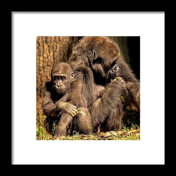 Gorilla Framed Print featuring the photograph Gorilla Family by Karen Cox