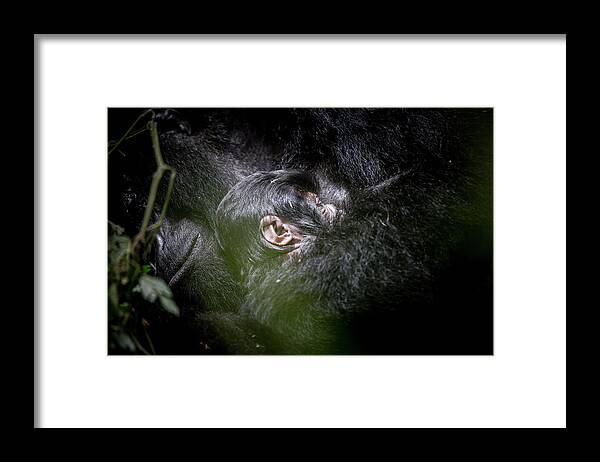 Mountain Gorilla Framed Print featuring the photograph Gorilla Mother and Baby by Kate Malone