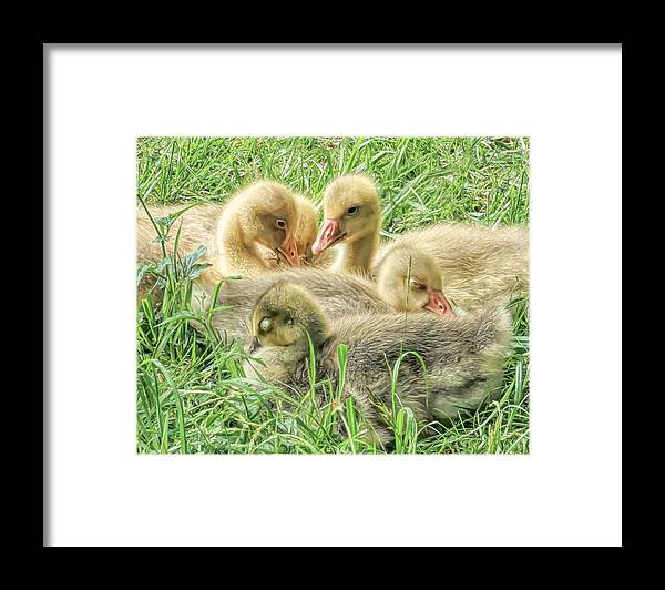 Gosling. Goose Framed Print featuring the photograph Goslings in a Grassy Field by Susan Hope Finley