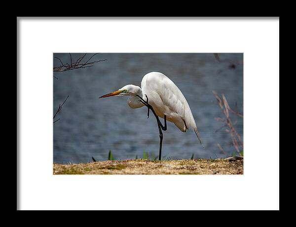 Egret Framed Print featuring the photograph Got An Itch by Cathy Kovarik