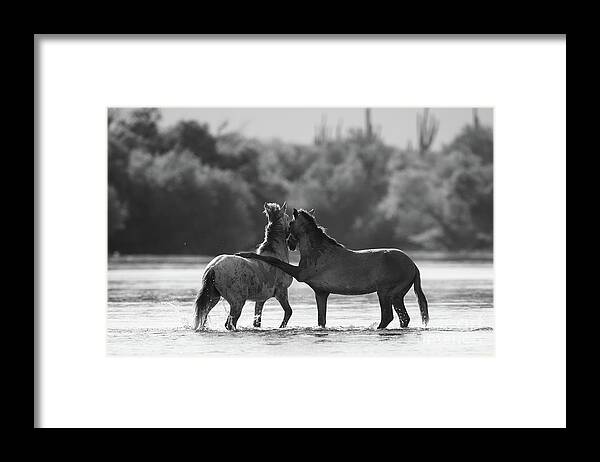 Salt River Wild Horses Framed Print featuring the photograph Got Your Back by Shannon Hastings