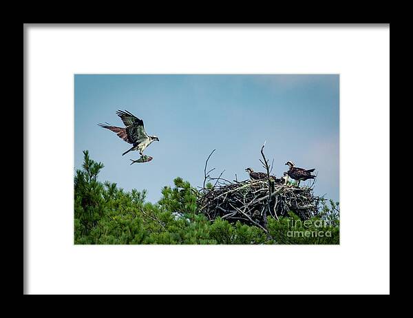 Osprey Framed Print featuring the photograph Gotta Feed the Kids by Alyssa Tumale