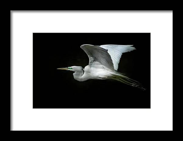 Great Egret Framed Print featuring the photograph Graceful Flight by Belinda Greb