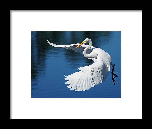 Birds Framed Print featuring the photograph Graceful Great Egret by Larry Marshall