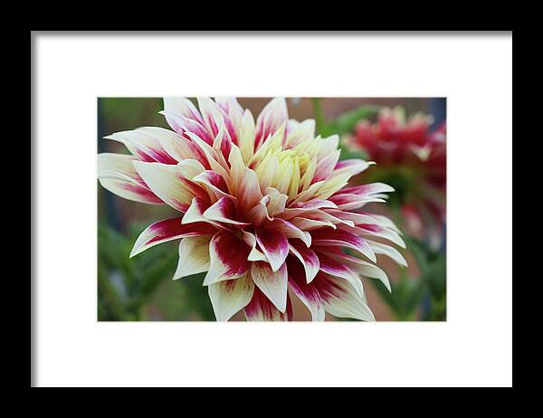 Garden Framed Print featuring the photograph Gracefully Unfolding II by Mary Anne Delgado