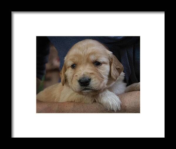 Dog Framed Print featuring the photograph Gracie at Three Weeks by Phil And Karen Rispin