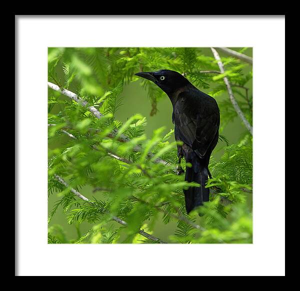 Backyard Framed Print featuring the photograph Grackle Bird by Larry Marshall