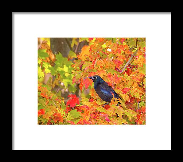 Birds Framed Print featuring the photograph Grackle Sitting Among Fall Leaves by Charles Floyd