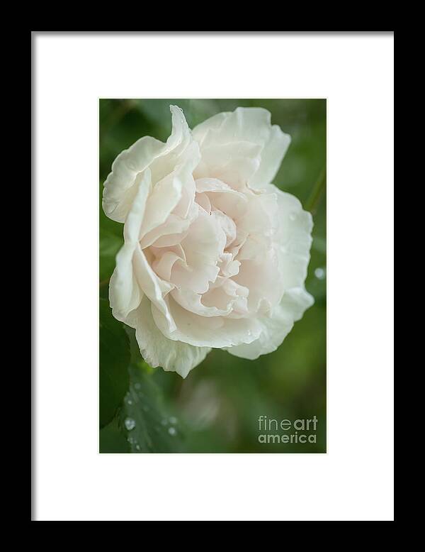 Bloom Framed Print featuring the photograph Grandmother's Rose by Nancy Gleason