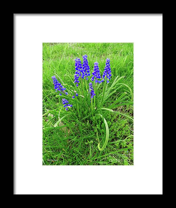 Flower Framed Print featuring the digital art Grape Hyacinth Group by Dee Flouton