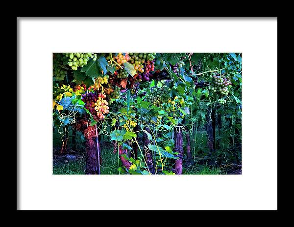 Vineyard Framed Print featuring the photograph Grapes of Summer by Dan McGeorge