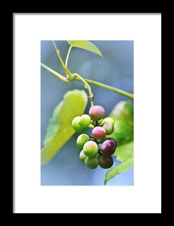 Grapes Framed Print featuring the photograph Grapes On The Vine by Christina Rollo