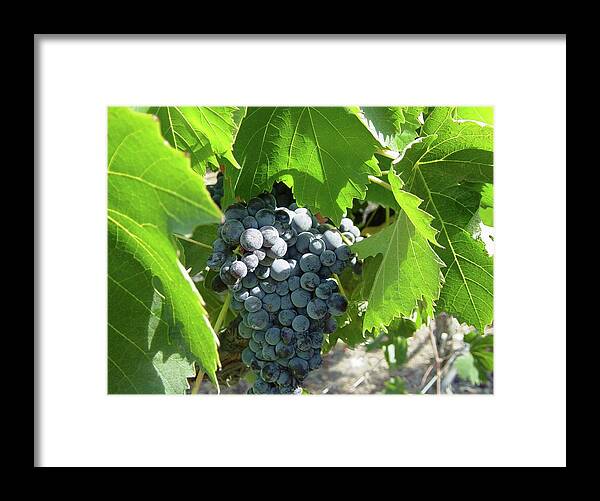Grapevine Framed Print featuring the photograph Grapevine by Hank Gray