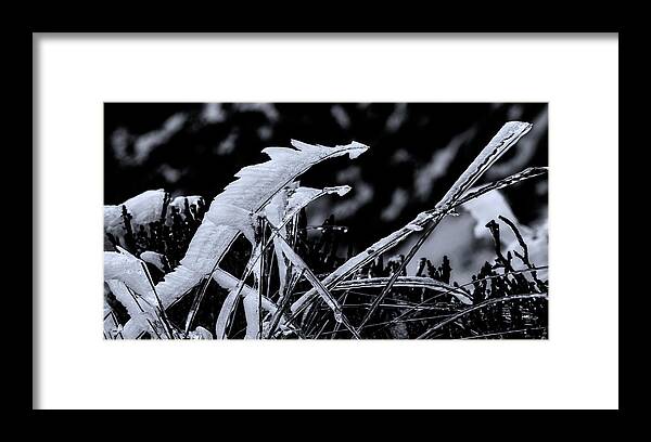 Textured Framed Print featuring the photograph Grass Icicles Black and White by Pelo Blanco Photo