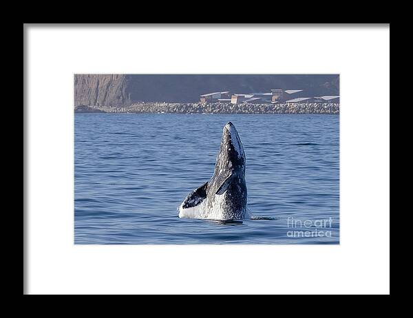 Dana Wharf Framed Print featuring the photograph Gray Whale by Loriannah Hespe
