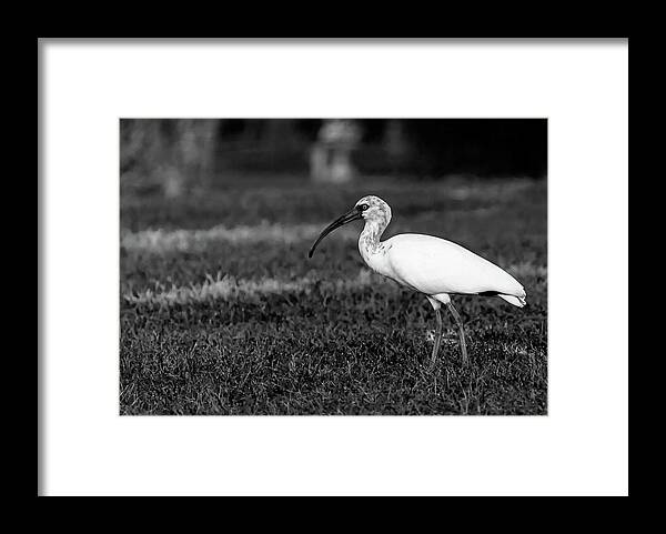 White Ibis Framed Print featuring the photograph Grayscale Ibis by Mireyah Wolfe
