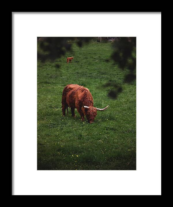 Highland Framed Print featuring the photograph Grazing Highlander by Nicklas Gustafsson