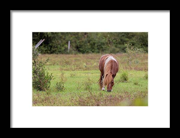 Camping Framed Print featuring the photograph Grazing Horse #291 by Michael Fryd