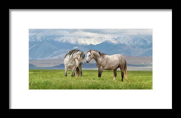 Stallion Framed Print featuring the photograph Great Basin Stallions. by Paul Martin