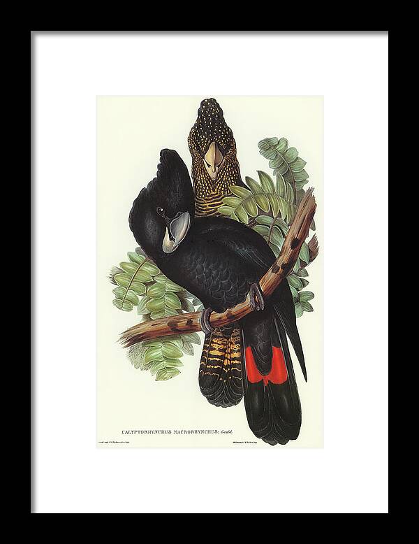 Great-billed Black Cockatoo Framed Print featuring the drawing Great-billed Black Cockatoo, Calyptorhynchus macrorhynchus by John Gould