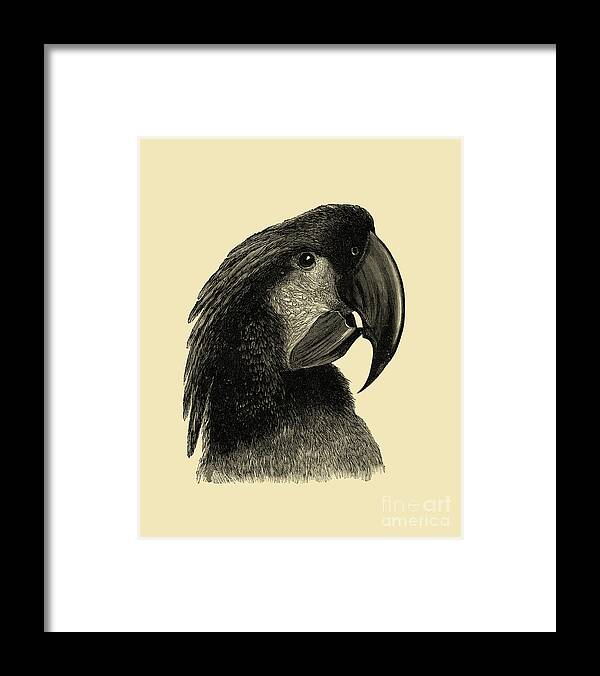 Cockatoo Framed Print featuring the digital art Great black cockatoo head by Madame Memento