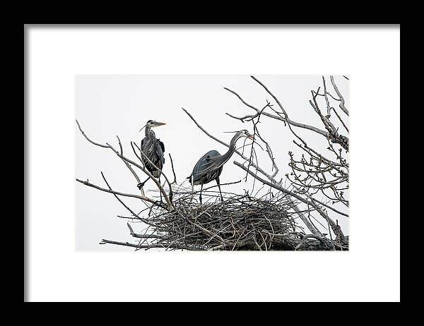 Stillwater Wildlife Refuge Framed Print featuring the photograph Great Blue Heron 12 by Rick Mosher