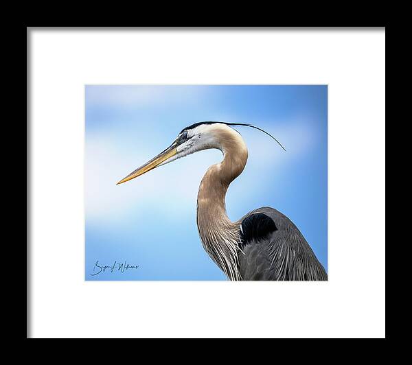 Bird Framed Print featuring the photograph Great Blue Heron #2 by Bryan Williams