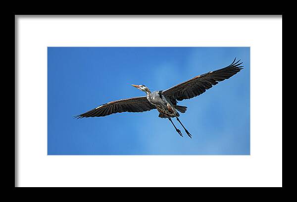 Stillwater Wildlife Refuge Framed Print featuring the photograph Great Blue Heron 20 by Rick Mosher
