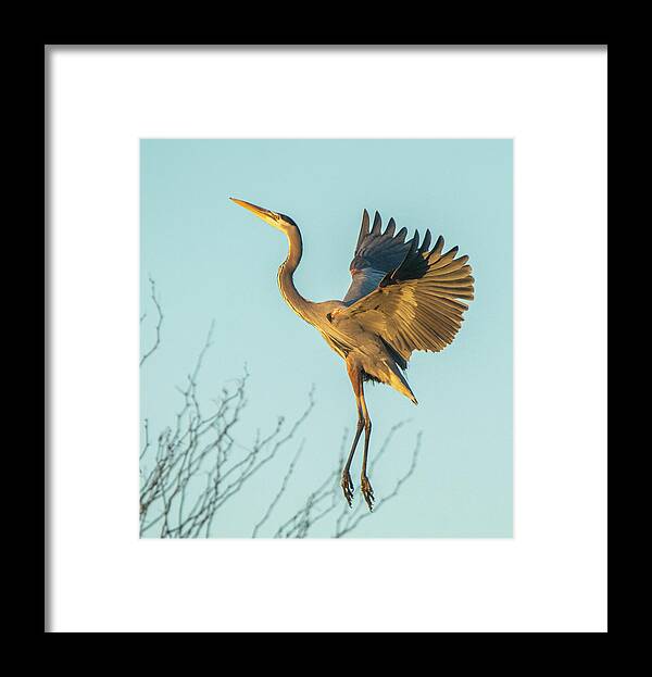 Great Blue Heron Framed Print featuring the photograph Great Blue Heron 2495-012219-2 by Tam Ryan