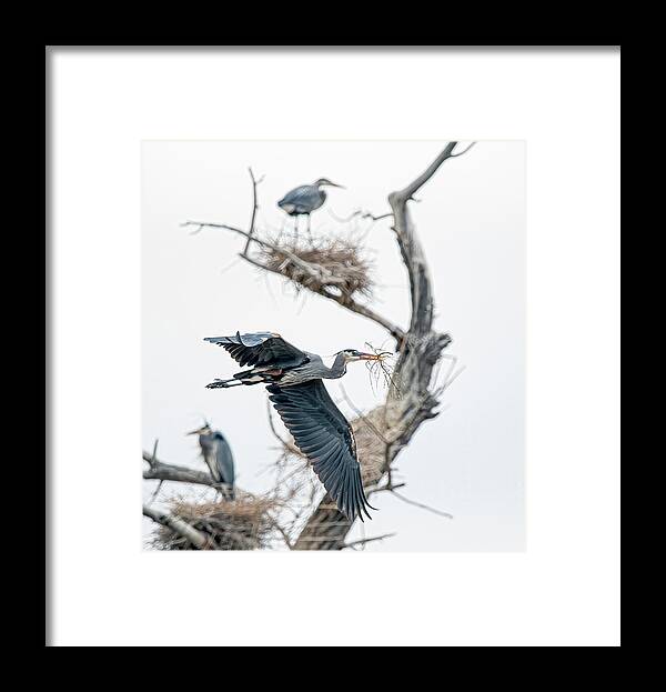 Stillwater Wildlife Refuge Framed Print featuring the photograph Great Blue Heron 5 by Rick Mosher