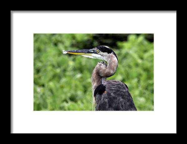 Heron Framed Print featuring the photograph Great Blue Heron 73A by Sally Fuller