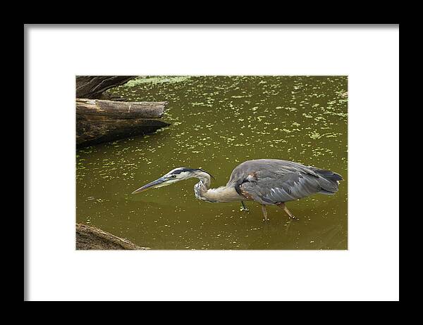 Wildlife Framed Print featuring the photograph Great Blue Heron - 7535 by Jerry Owens