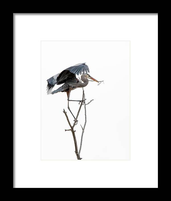 Stillwater Wildlife Refuge Framed Print featuring the photograph Great Blue Heron 8 by Rick Mosher