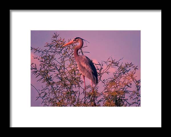 Arizona Framed Print featuring the photograph Great Blue Heron - Artistic 6 by Judy Kennedy
