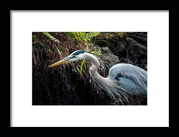 Great Blue Heron Framed Print featuring the photograph Great Blue Heron by Bryan Williams