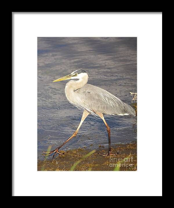 Denise Bruchman Photography Framed Print featuring the photograph Great Blue Heron Evening Stroll by Denise Bruchman