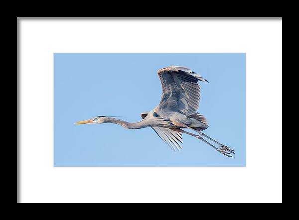 Great Blue Heron Framed Print featuring the photograph Great Blue Heron Flying with its Wings Spread by Puttaswamy Ravishankar