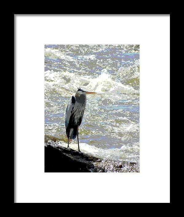 Heron Framed Print featuring the mixed media Great blue heron by Francine Rondeau