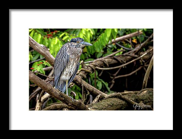 Gary Johnson Framed Print featuring the photograph Great Blue Heron by Gary Johnson