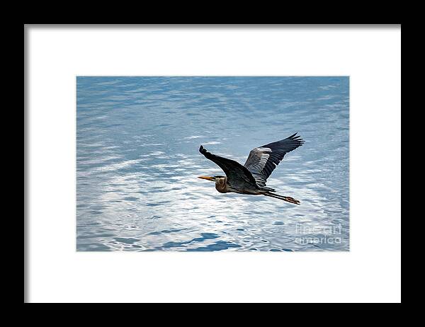 Great Framed Print featuring the photograph Great Blue Heron In Flight by Beachtown Views