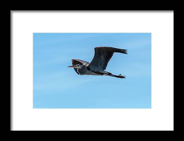 Ardea Framed Print featuring the photograph Great Blue Heron in Flight by Liza Eckardt